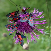 Schwarz-rote Schmetterlinge auf Alpenblume von Renate Dienersberger