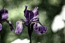 Purple Beauty by Peter Hebgen