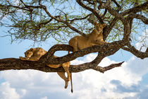 Tree climbing lions by Pieter Tel