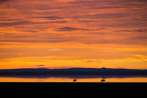 African sunrise von Pieter Tel