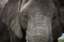 Portrait of an elephant von Pieter Tel