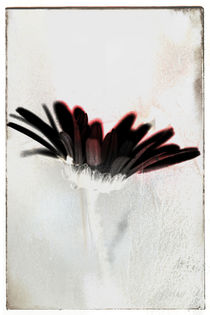 Blütenblattbrüchig von Bastian  Kienitz