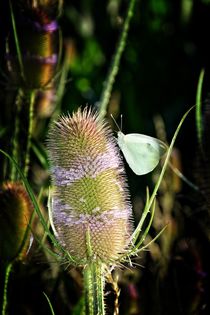 Kohlweißling Schmetterling auf lila Distelblüte by Claudia Evans