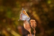 Butterfly von Claudia Evans