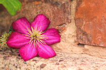 Clematis by mario-s