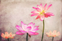 Lotus von AD DESIGN Photo + PhotoArt