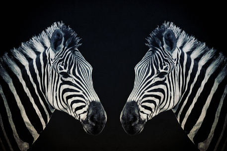 Zebra-sw