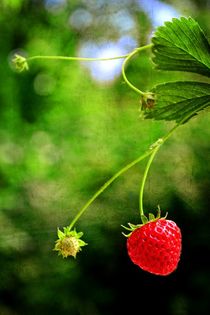Erdbeerzeit    -   Strawberry time by Claudia Evans