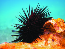 Urchin von leemoon