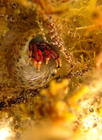 Sea crab by leemoon