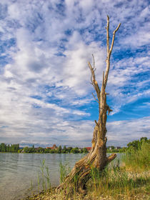 Der alte Baum auf der Insel Reichenau - Bodensee von Christine Horn