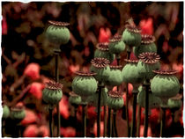 in the evening light - poppy capsules by Chris Berger