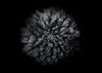Backyard Flowers In Black And White 68 von Brian Carson