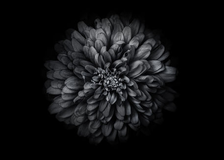 Backyard-flowers-in-black-and-white-68-5x7