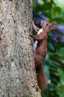 Eichhörnchen vor einem Rhododendronbusch by Thomas Sonntag