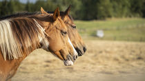 Horses by koroland
