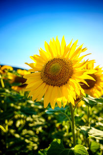 Sunflower von Zoltan Duray