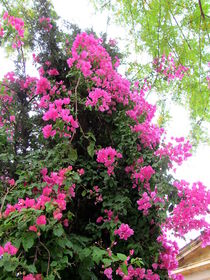 Pink flower trees in Nicosia, Cyprus by ambasador