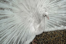 White Peacock by Colin Metcalf
