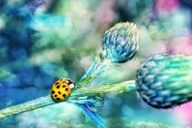 Ladybird in blue by Claudia Evans