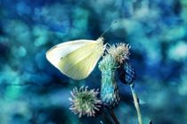 Butterfly in blue by Claudia Evans