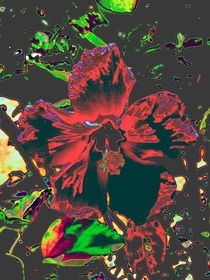 Hibiskus  Flower von Cornelia Guder