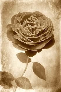 Sepia Rose by CHRISTINE LAKE