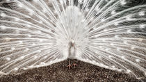 White Peacock by Colin Metcalf