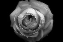 Silver Rose by CHRISTINE LAKE