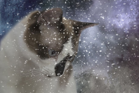Winter-snowshoe-cat