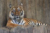 Tiger by Cornelia Guder
