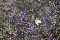 Lavendel an Schmetterling von Petra Dreiling-Schewe