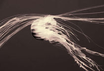 Abstract Jellyfish von Rosalie Scanlon
