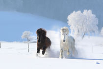 Islandpferde galoppieren im Schnee by Anja Foto Grafia