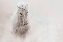 American Quarter Horse by Anja Foto Grafia