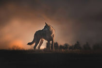 Wolfshund im Sonnenuntergang von Anja Foto Grafia