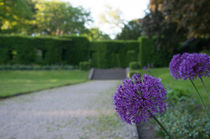 Violette Schönheit im Park von Thomas Sonntag