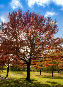 Herbst im Park by Thomas Sonntag