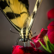 butterfly von Tim Seward