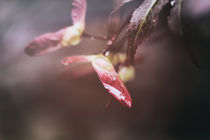 Blätter nach einem Regenschauer von Petra Dreiling-Schewe
