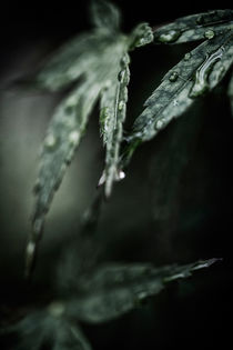Zierahorn nach einem Regenschauer von Petra Dreiling-Schewe
