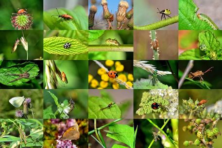 Insekten-collage