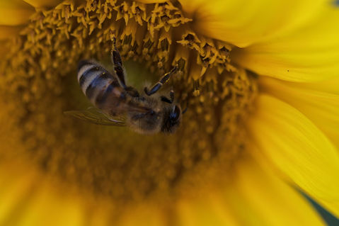 Biene-in-einer-sonnenblume