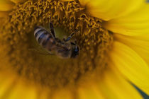 Biene in einer Sonnenblume von Björn Knauf