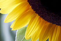 Sunflower by Daniel Troy