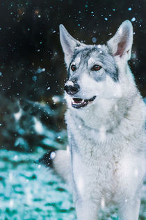 Wolfshündin Ophelia im Schnee by Anja Foto Grafia