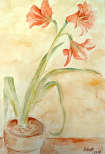 Amaryllispflanze  by Helmut Glaßl
