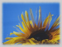 Sonnenblume von other-view