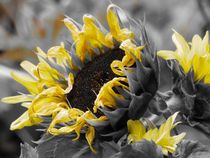 Sonnenblume by maja-310