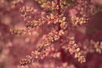Pink Astilbe Blossom by Colin Metcalf